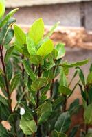 Jeune laurier plante avec branches et vert feuilles, laurus noble, arôme, cuisson, aromathérapie, relaxant et purification avantages photo