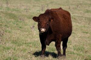 magnifique marron vache en mangeant herbe dans une pâturage photo