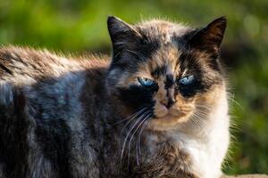 magnifique calicot chat avec bleu yeux séance dans le jardin avec ensoleillement photo