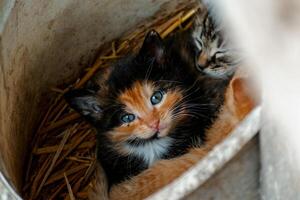 mignonne calicot chaton avec bleu yeux à la recherche à le caméra, litière de Trois chatons dans le paille sur une ferme photo