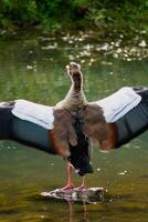 égyptien OIE permanent sur une pierre dans une Lac dans ses Naturel habitat, alopochen aegyptiaca photo