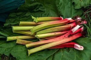 Rhubarbe récolte dans une jardin à faire tartes et compote, rhume rhabarbarum photo