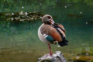 égyptien OIE permanent sur une pierre dans une Lac dans ses Naturel habitat, alopochen aegyptiaca photo