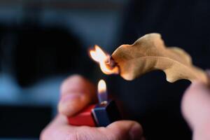 la personne qui brûler baie feuilles à apporter sérénité, réduire anxiété, soulager maux de tête et fatigue et purifier le maison, laurus nobilis photo