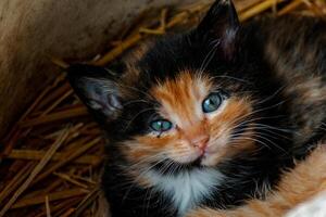 mignonne calicot chaton avec bleu yeux à la recherche à le caméra, litière de Trois chatons dans le paille sur une ferme photo