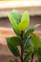 Jeune laurier plante avec branches et vert feuilles, laurus noble, arôme, cuisson, aromathérapie, relaxant et purification avantages photo