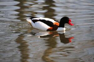 une vue de une shelduck photo