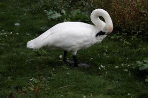 une proche en haut de une trompette cygne photo