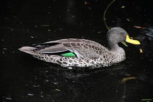 une vue d'un canard à bec jaune photo