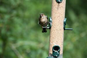 une proche en haut de une chardonneret photo