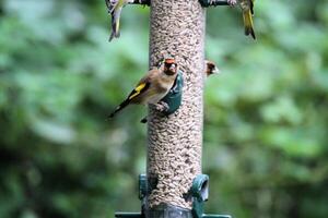 une proche en haut de une chardonneret photo