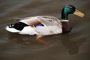 un gros plan d'un canard colvert photo