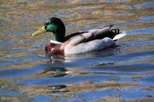 un gros plan d'un canard colvert photo