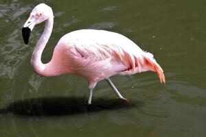 un gros plan d'un flamant rose photo