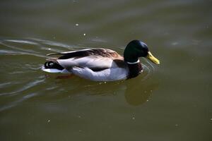 un gros plan d'un canard colvert photo