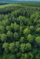 aérien Haut vue de été vert des arbres dans forêt dans rural Finlande.. ai généré photo