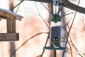 oiseau de jardin mésange charbonnière parus major mangeant à partir d'une mangeoire en bois. photo