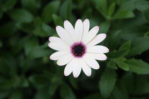 une vue de une fleur dans une jardin photo