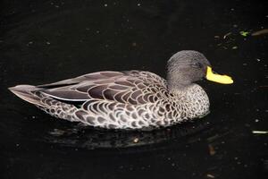 une vue d'un canard à bec jaune photo