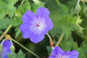 une vue de une fleur dans une jardin photo