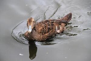 une vue de un eider canard photo