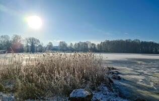 une neige couvert congelé Lac avec glacé roseaux dans le ensoleillement dans le très Nord de Allemagne. photo