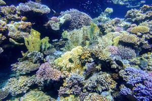 étonnant pays des merveilles dans le rouge mer avec coloré coraux dans Egypte photo