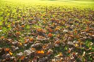 sec feuilles sur une pelouse photo