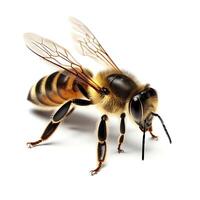 ai génératif fermer détail de une Jaune tournesol hellanthus annuus mon chéri abeille apis collecte pollen dans jardin sur blanc Contexte photo