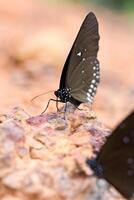 le papillon commun couronne mangé minéral sur sable. photo