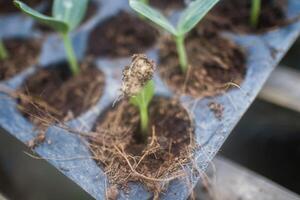 plante et des légumes semis photo