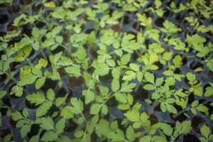 différent les types de plante et des légumes semis photo