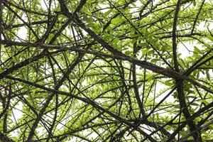 feuille branche des arbres et les épines photo