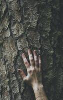 ai génératif fermer femme mains étreindre arbre tronc photo