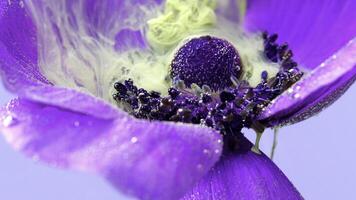 macro la photographie de une fleur.stock images.a brillant violet fleur fleuri sur lequel lourd gris fumée est permis . photo