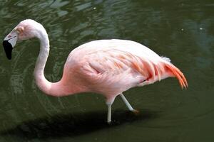 un gros plan d'un flamant rose photo