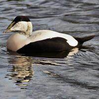 une vue de un eider canard photo