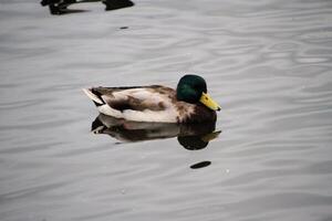 une vue d'un canard colvert photo