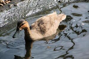 une vue de une phillipine canard photo