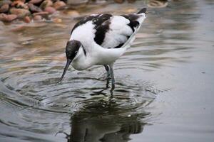 un gros plan d'une avocette photo