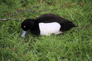 une vue d'un canard morillon photo