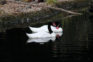 une vue de une noir cou cygne photo