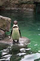 un gros plan d'un pingouin photo