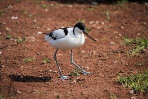 un gros plan d'une avocette photo