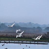 une vue d'un cygne chanteur photo