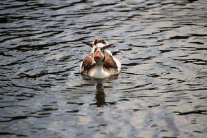 une vue de une canard sur le l'eau photo