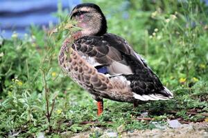 un gros plan d'un canard colvert photo