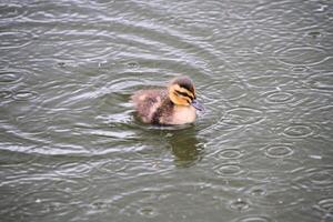 une proche en haut de une canard photo