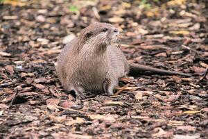 une vue d'une loutre photo