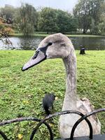 un gros plan d'un cygne muet photo